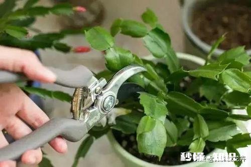 蟹爪兰开完花以后，叶片非常的瘦，怎么办