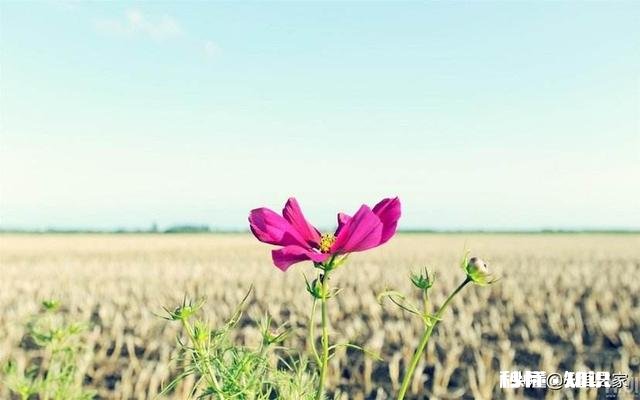 惰性太强,缺乏执行力怎么办