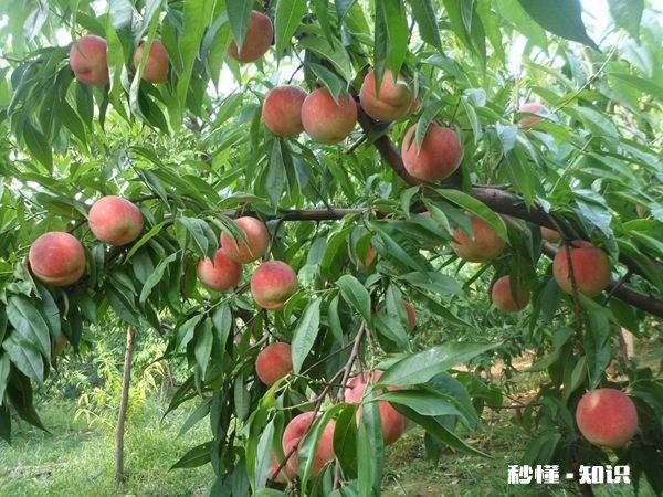 如何成为一名优质的果农
