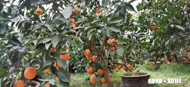 如何成为一名优质的果农