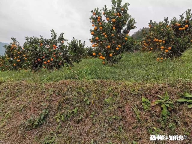 如何成为一名优质的果农