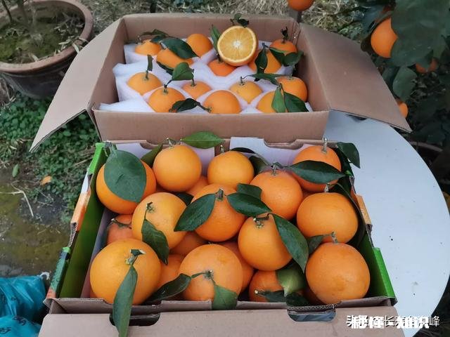 如何成为一名优质的果农