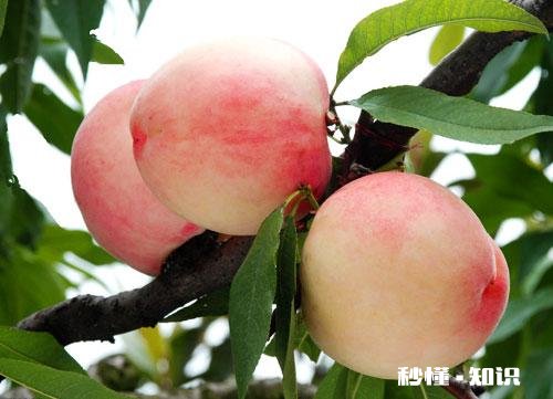 如何成为一名优质的果农