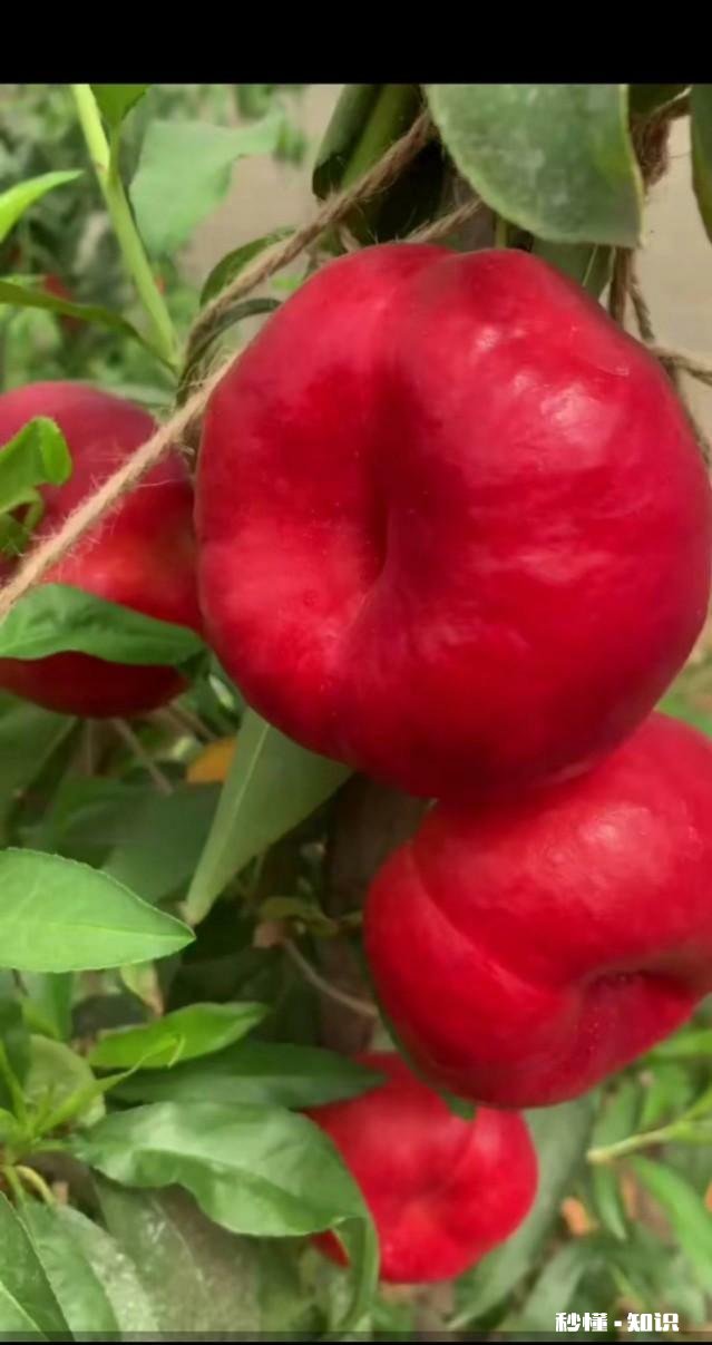 如何成为一名优质的果农