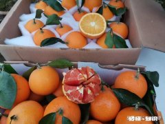 如何成为一名优质的果农