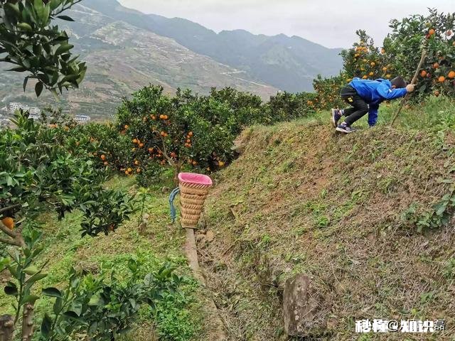 如何成为一名优质的果农