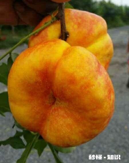 如何成为一名优质的果农