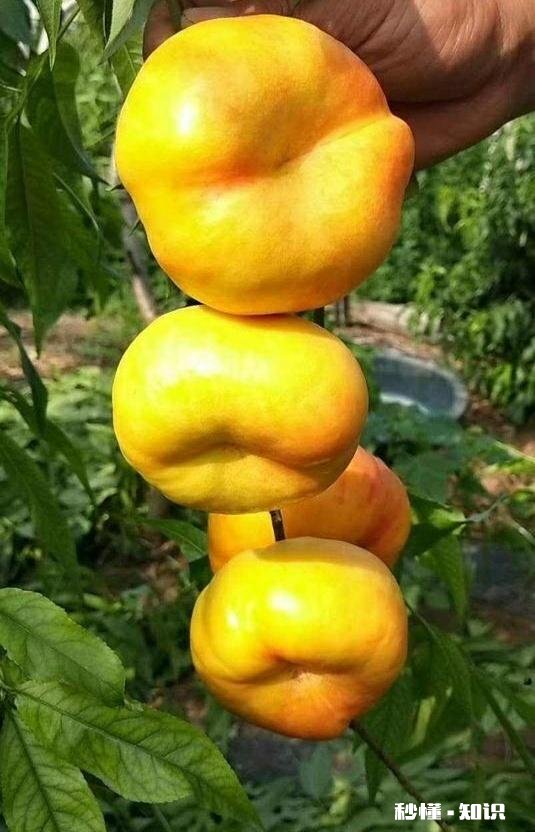 如何成为一名优质的果农