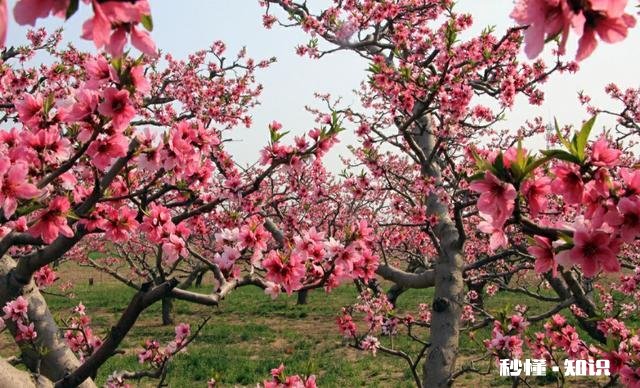 如何成为一名优质的果农