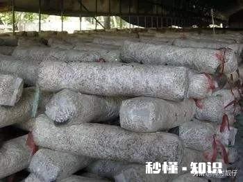 香菇菌棒多大可以放养