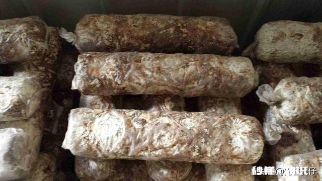 香菇菌棒多大可以放养