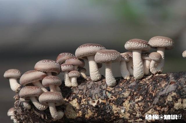 香菇菌棒多大可以放养