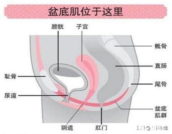 产后轻微漏尿怎么办
