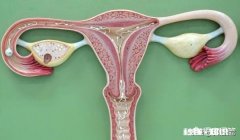 子宫内膜薄会不会影响怀孕