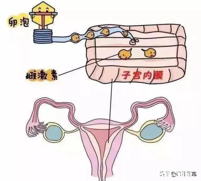 子宫内膜薄会不会影响怀孕