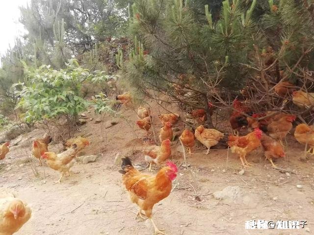 生猪养殖去产能,猪料公司销量暴跌,是真的吗