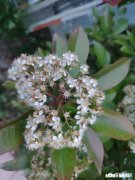 我是该回去做空姐，还是留在家里带娃