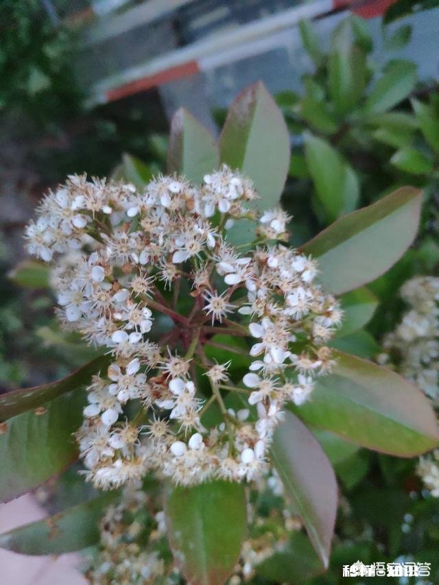 我是该回去做空姐,还是留在家里带娃
