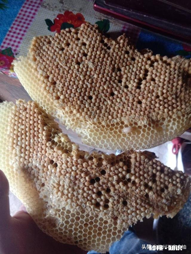 一年的老蜂王为什么巢脾底下全产雄蜂卵