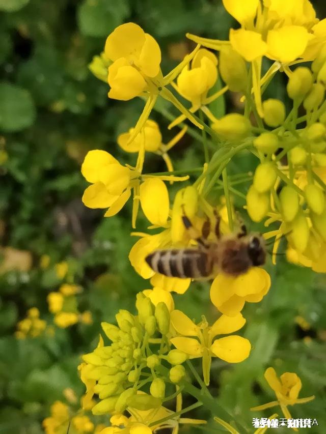 一年的老蜂王为什么巢脾底下全产雄蜂卵