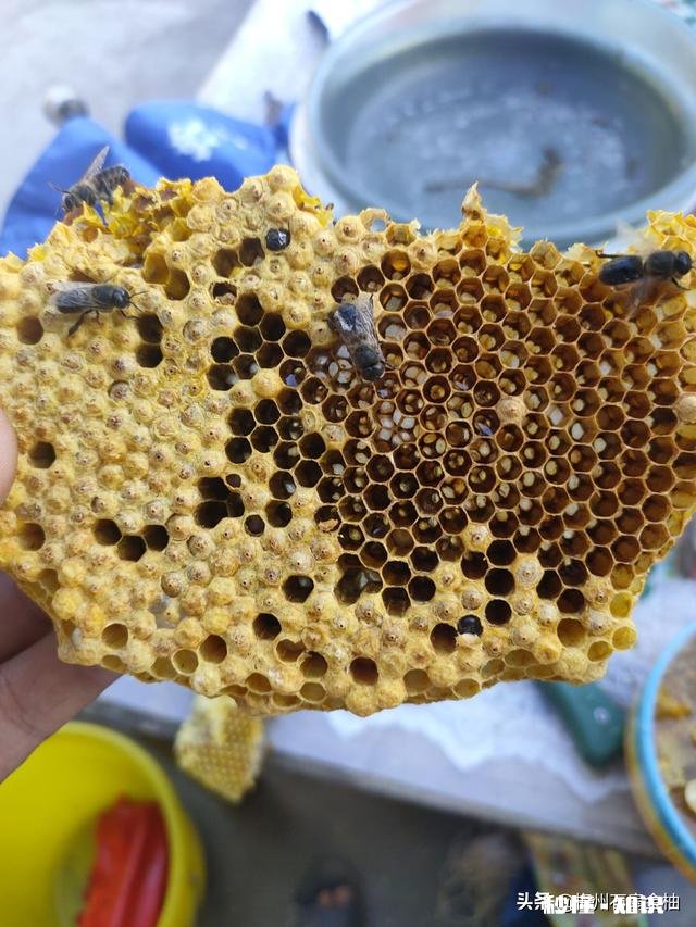 一年的老蜂王为什么巢脾底下全产雄蜂卵