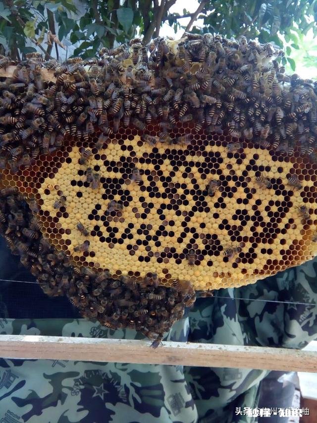 一年的老蜂王为什么巢脾底下全产雄蜂卵