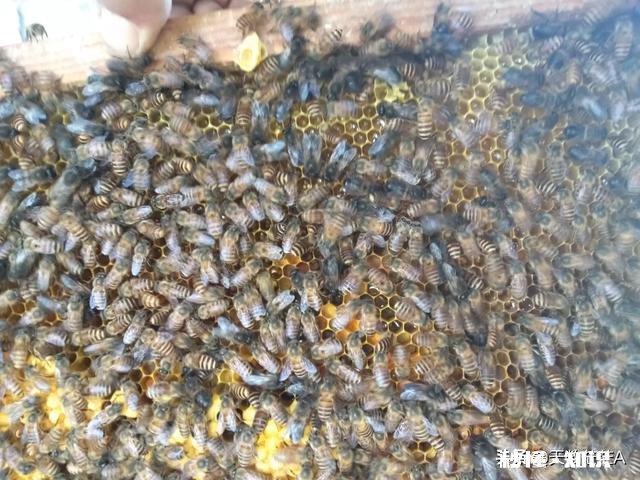 一年的老蜂王为什么巢脾底下全产雄蜂卵