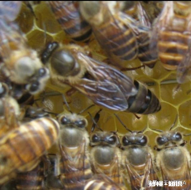 一年的老蜂王为什么巢脾底下全产雄蜂卵