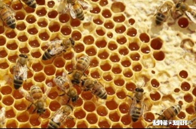 一年的老蜂王为什么巢脾底下全产雄蜂卵