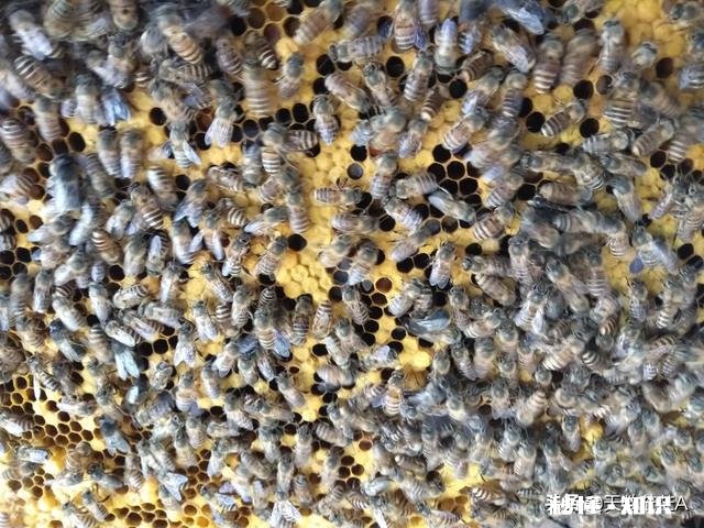 一年的老蜂王为什么巢脾底下全产雄蜂卵