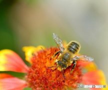 为什么蜜锋不产雄蜂也要分蜂