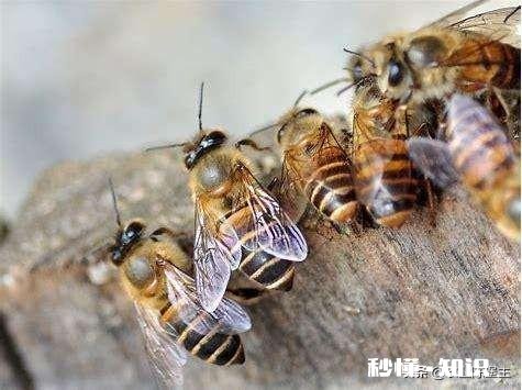 为什么蜜锋不产雄蜂也要分蜂