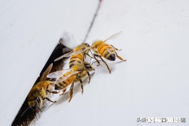 为什么蜜锋不产雄蜂也要分蜂