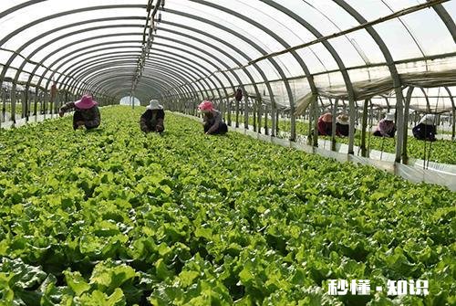 70后80后都到了打工没人要的危险年龄了。那回家干点什么才能不会为生计,养老发愁呢