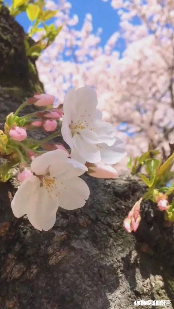 上联是：春风习习催柳绿，怎么对下联