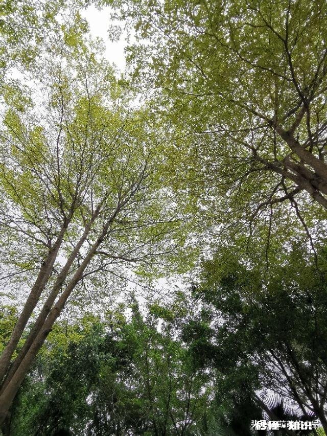 惠州大亚湾有高中吗