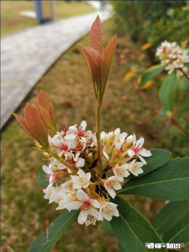 惠州大亚湾有高中吗