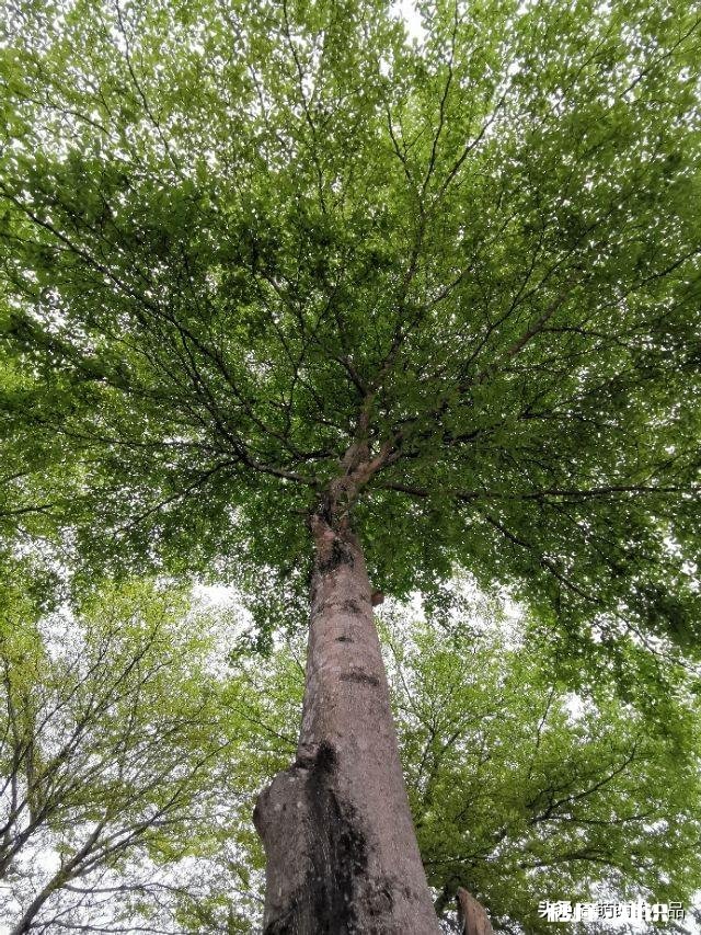 惠州大亚湾有高中吗