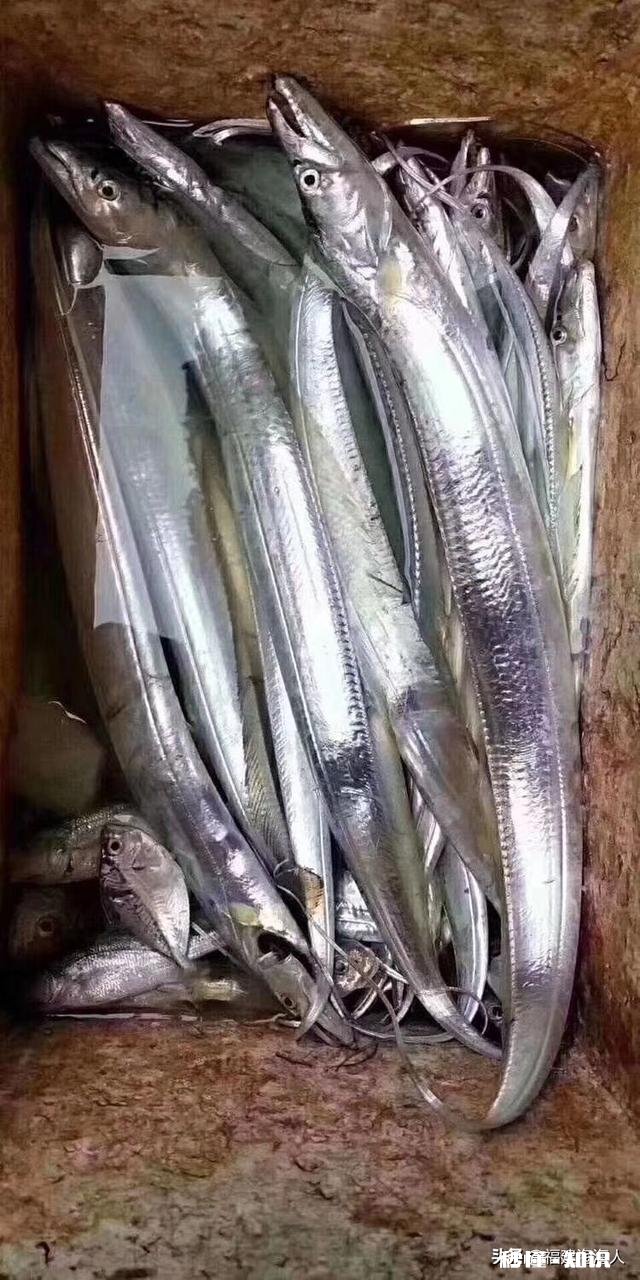 过年想买点年货回家,坐火车一天半,海鲜、海虾怎么保存运输呢