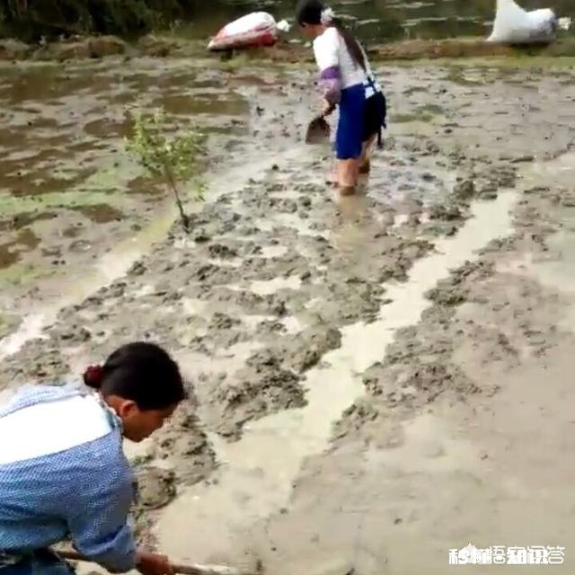 农村俗语“雨淋春牛头,七七四十九天愁”,为什么这么说