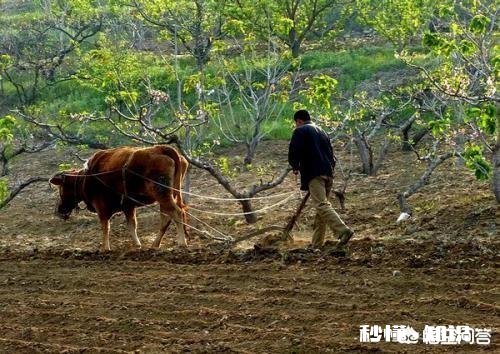 农村俗语“雨淋春牛头,七七四十九天愁”,为什么这么说