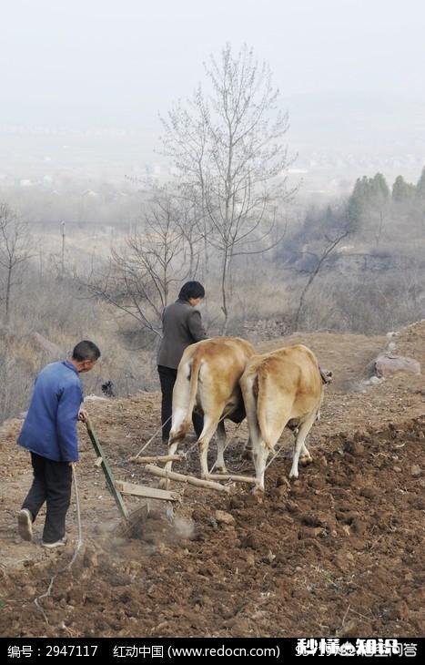 农村俗语“雨淋春牛头,七七四十九天愁”,为什么这么说