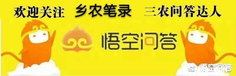 农村俗语“雨淋春牛头,七七四十九天愁”,为什么这么说