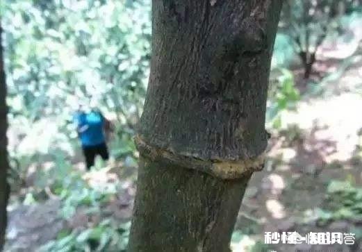 对少花又旺盛的柑橘树,在谢花三分之一时进行环扎或环割有什么好处