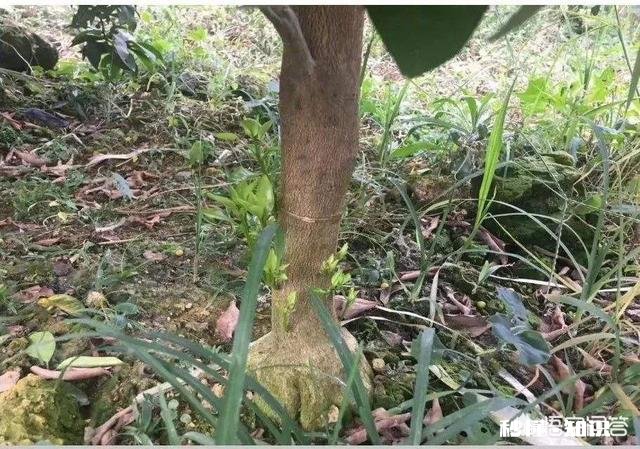 对少花又旺盛的柑橘树,在谢花三分之一时进行环扎或环割有什么好处