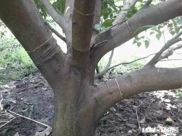 对少花又旺盛的柑橘树,在谢花三分之一时进行环扎或环割有什么好处