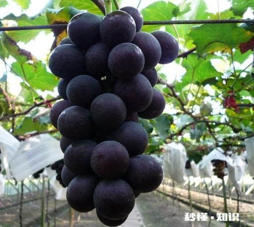 为什么我的巨峰葡萄是红粒该怎么办