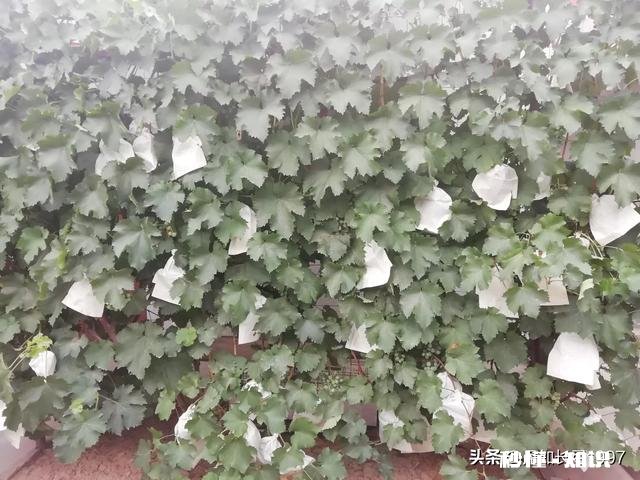 为什么我的巨峰葡萄是红粒该怎么办