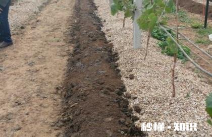 为什么我的巨峰葡萄是红粒该怎么办