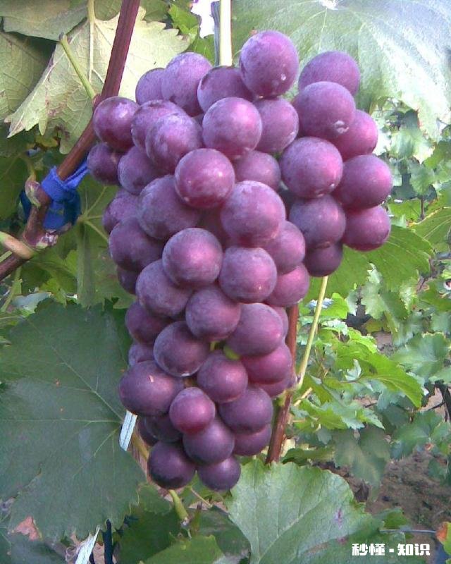 为什么我的巨峰葡萄是红粒该怎么办